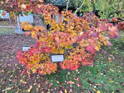 Acer shirasawanum 'Aureum'